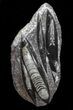 Polished Orthoceras (Cephalopod) Plate - #68377-1